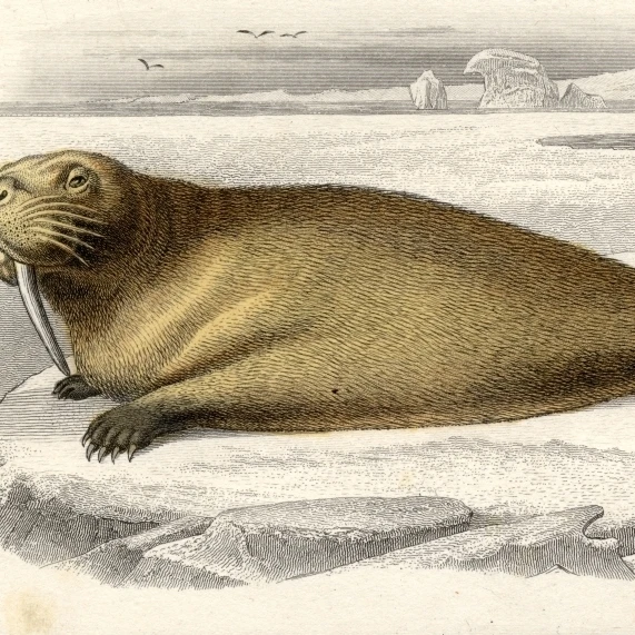 The Walrus  Drawn By Edouard Travies  Engraved By Paquien Poster Print (40 x 22)
