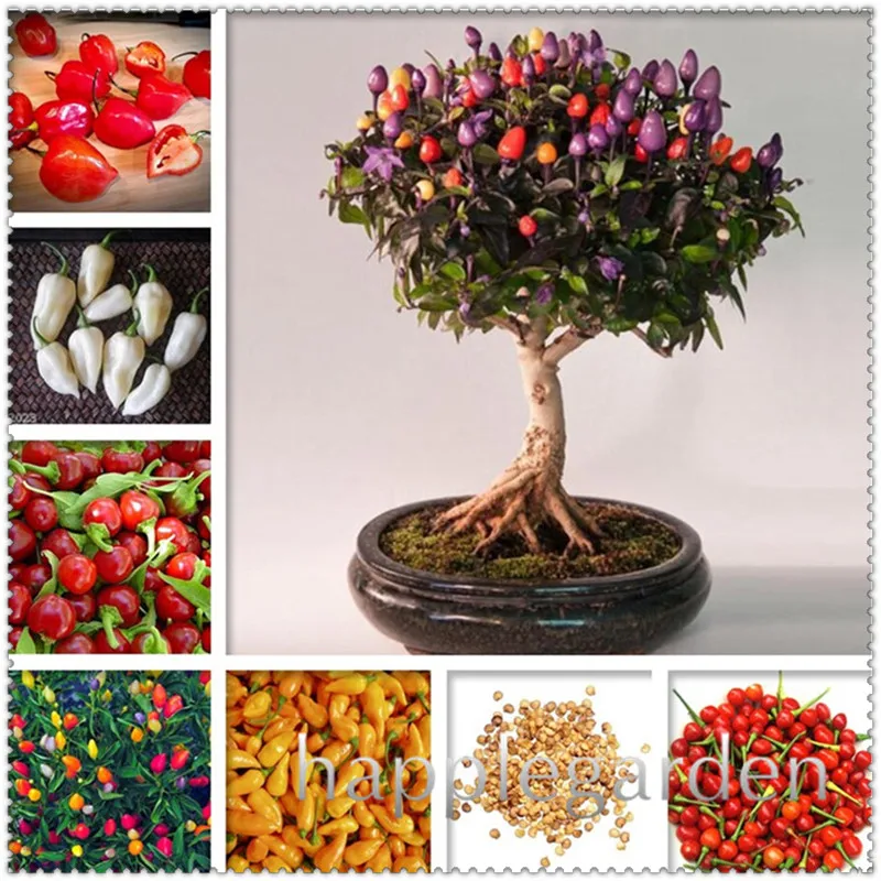 

500 pcs/ bag Giant Spices Spicy Red Chili Hot Pepper Exotic Potted Bonsai Garden Plant for Flower Pot Planters Easy to Grow