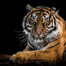 Набор для раскрашивания по номерам для взрослых DIY 40502