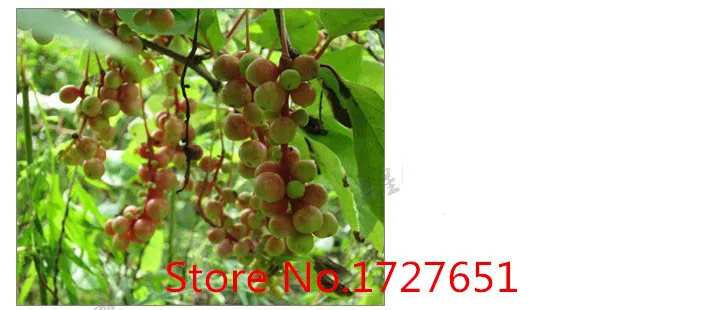  C-TS048 Promotion! Highly Recommended Super Chinese Schisandra Berries Chinese Top-Grade Herbal Tea green food for health 