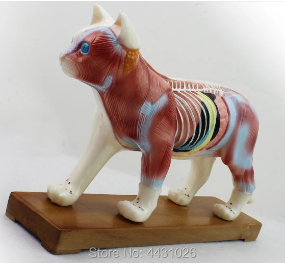 ENOVO Cat moxibustion model veterinarian learn animal anatomy model pet model animal acupuncture