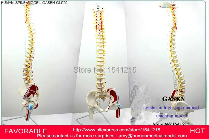 

HUMAN BODY SPINE MODEL VERTEBRAL PELVIS FEMUR VERTEBRAL ARTERY INTERVERTEBRAL DISC SPINAL NERVE HUMAN SPINE MODEL -GASEN-GL020