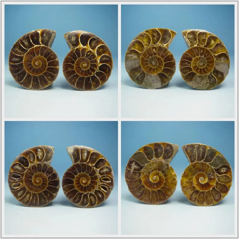 Пара натуральные ископаемые образцы раковины из аммонита раковины Nautilus Pompiplius океан яшма аквариум камни лечебные 21 мм-25 мм