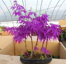 30 PCS Purple Maple Seeds Rare in The World Canada is a Beautiful Purple Maple Bonsai Plants Trees “Purple Ghost”