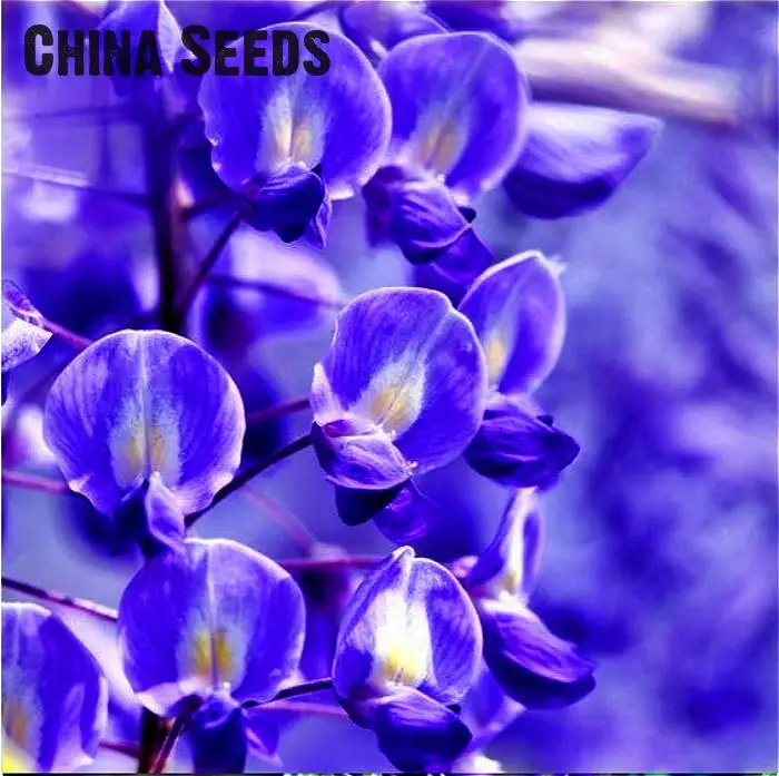 2016 Wisteria bonsai 10pcs/pack rare bonsai wisteria tree bonsai garden ornamental plant flower bonsai Purple