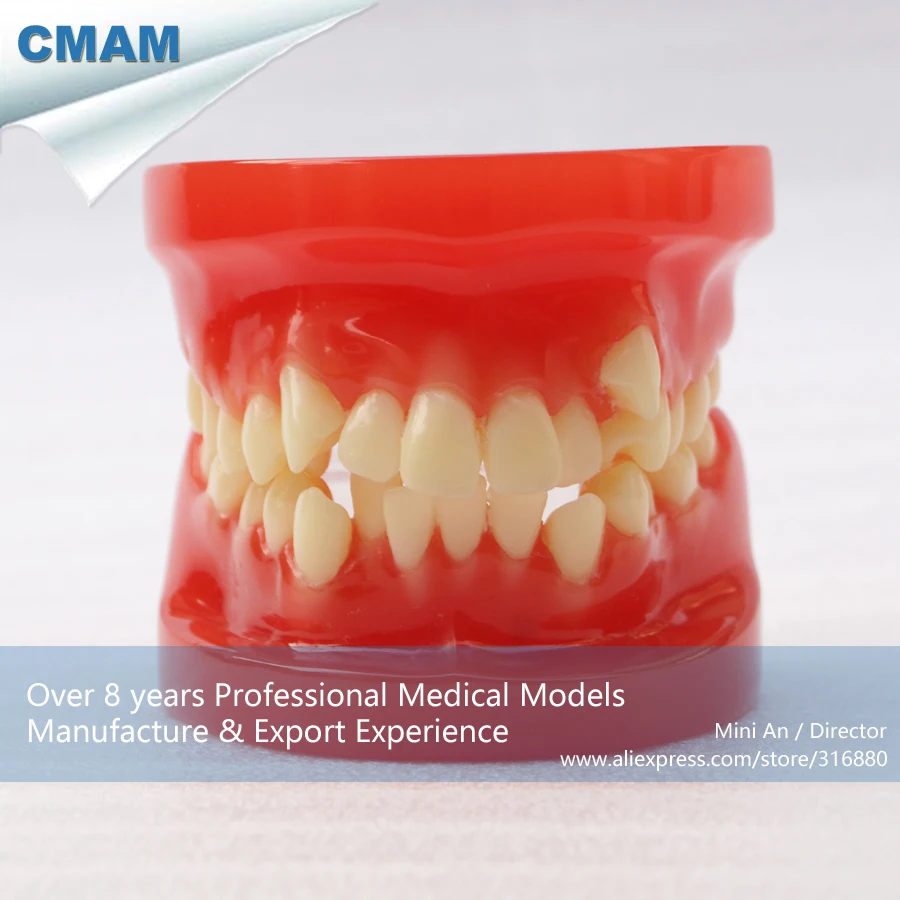 

CMAM-DH204 Orthodontic Tooth Jaw Model, ORT series Dental Model for Training of Dentistry