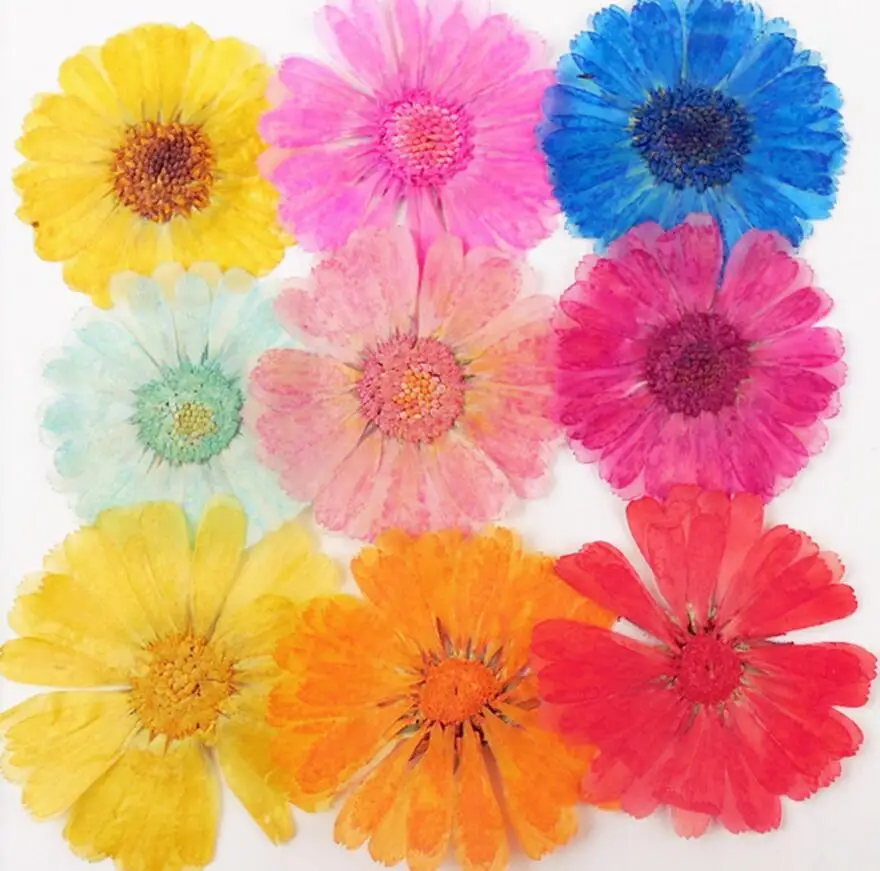 120pcs Pressed Press Dried Pot Marigold Flower Plants For ...