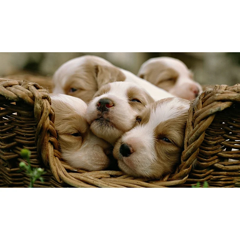 Diamond Embroidery diy 5D diamond Painting Cross Stitch kit 3D Square drill dog Diamond Mosaic Home Decoration