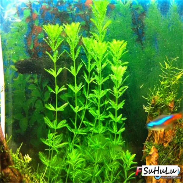 1000 Pcs Aquarium Grass bonsai Water Aquatic Plant bonsai Live Moss Gras Easy to Grow 1000 Pcs Aquarium Grass bonsai Water Aquatic Plant bonsai Live Moss Gras Easy to Grow