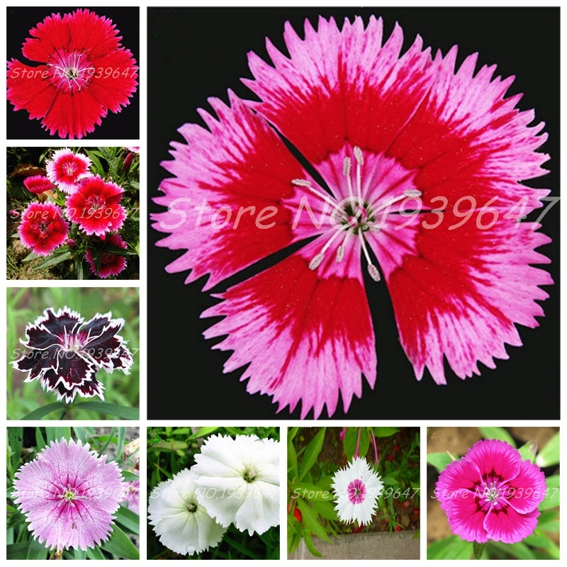 

Colorful Dianthus Caryophyllus Flower Bonsai New Carnation Bonsai Balcony Potted Courtyard Garden Plant High Germination 100 Pcs