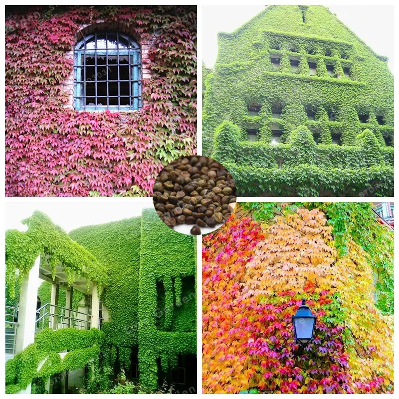 50 Pcs Green Boston Lvy Bonsai Green Leaf Flowers Bonsai Vine lvy Plant