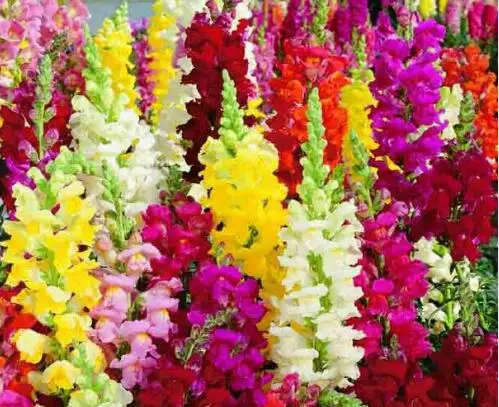 Common Garden Plants online buy wholesale common garden plants from china common garden Common Garden Plants online buy wholesale common garden plants from china common garden