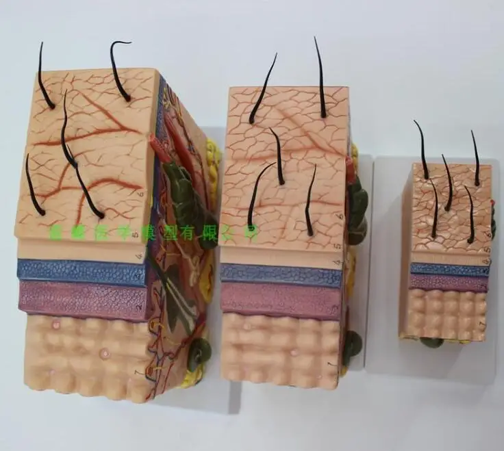 Медицинская стереоскопическая модель кожи 50 раз увеличенный образец кожи структура кожи анатомическая косметика пластиковые учебные материалы