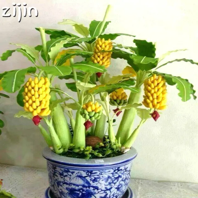 

50Pcs Dwarf mini Banana Bonsai Tree Tropical Fruit Tree plants Balcony Flower for Home Planting Germination Rate of 95%