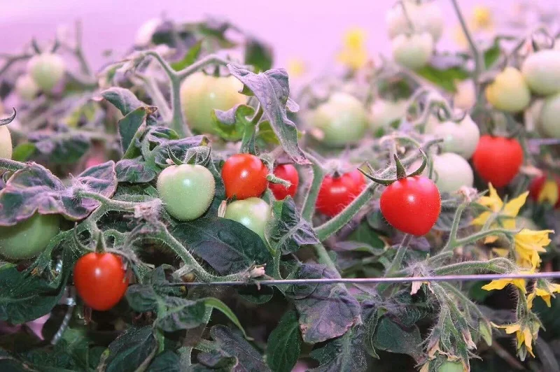 mmexport1520146978064(1)