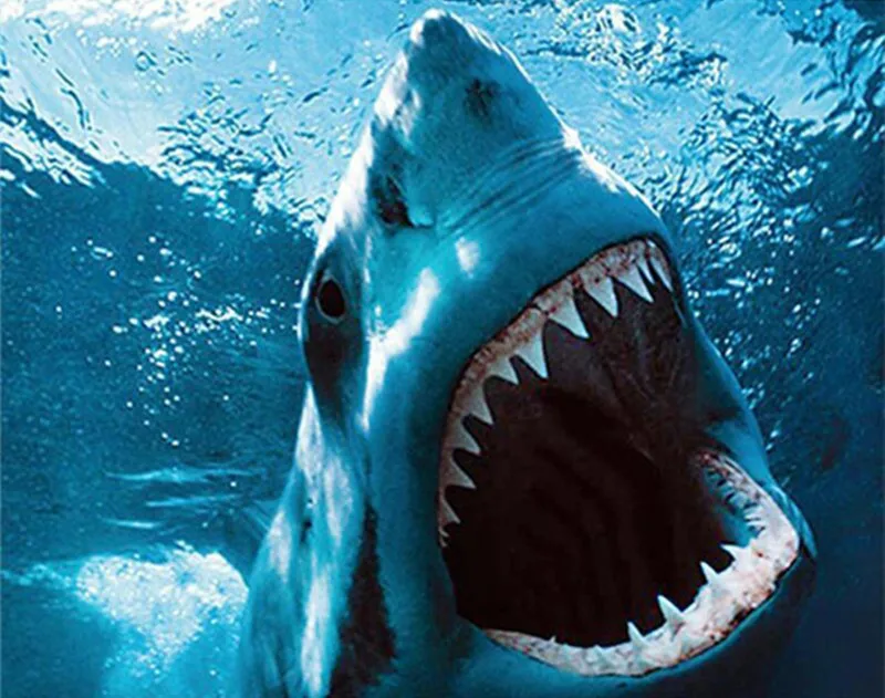 Full-Square-Round-Animal-Shark-Diamond-painting-cross-stitch-kits-FULL-5D-diy-diamond-embroidery-mosaic.jpg_640x640