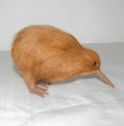 kiwi-04