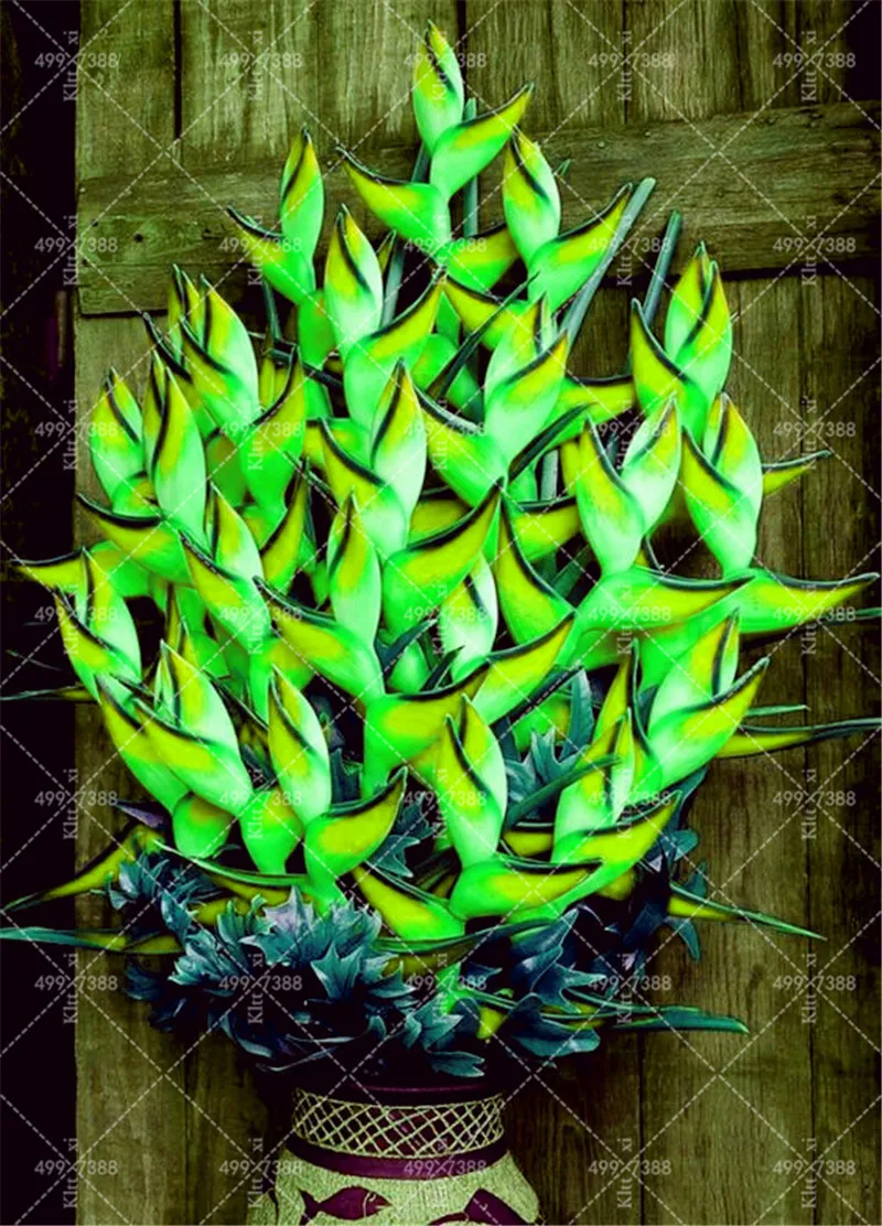 

Sale! 100 Pcs Rare Heliconia Plants Edible Beauty Edible Cosmetic Vegetables And Fruit Bonsai Herb Tree Plants For Home & Garden