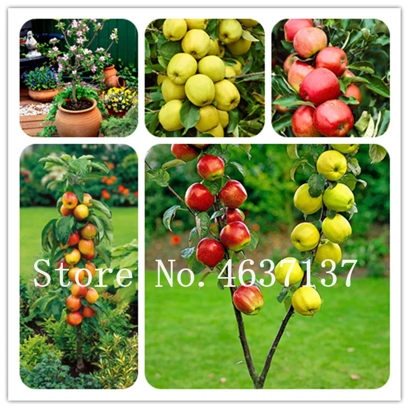 

30 Pcs Dwarf Red Apple Bonsai, Miniature Apple Dwarf Tree Indoor & Outdoor Sweet Organic Fruit Vegetable Plant Diy Home Garden