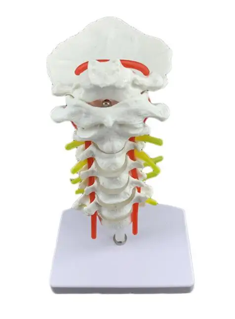 Модель шейного отдела позвоночника человека шейный отдел позвоночника с сонной артерии задний затылок межпозвоночного диска
