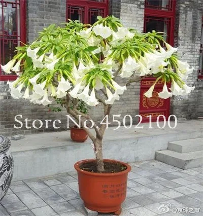 50 Pcs Rainbow Brugmansia Datura Bonsai, Dwarf Brugmansia Angel Trumpets Bonsai Flower Tree, Rare Potted Plant For Home Garden 50 Pcs Rainbow Brugmansia Datura Bonsai, Dwarf Brugmansia Angel Trumpets Bonsai Flower Tree, Rare Potted Plant For Home Garden