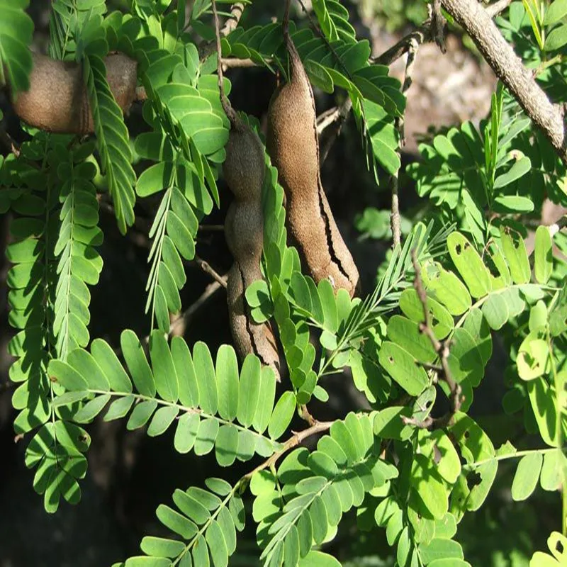 100 1000 г Чистый Экстракт Mimosa pudica 20:1 в порошке Han xiu cao чувствительное растение