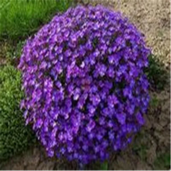 100 Rock Cress Aubrieta Cascade Purple Flower Deer Resistant Superb