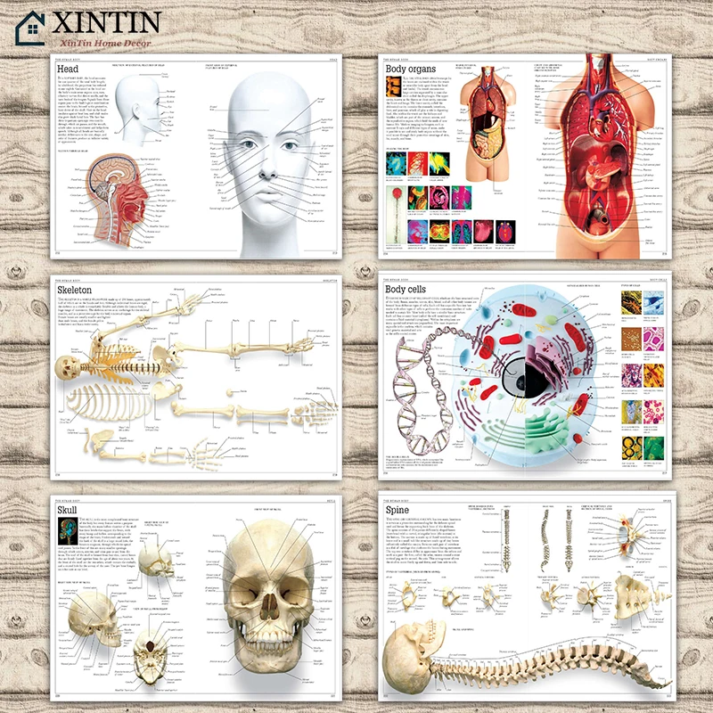 

Vintage Human Anatomy Encyclopedia Poster Body Cells Classic Canvas Paintings Vintage Wall Posters Stickers Home Decor Gift