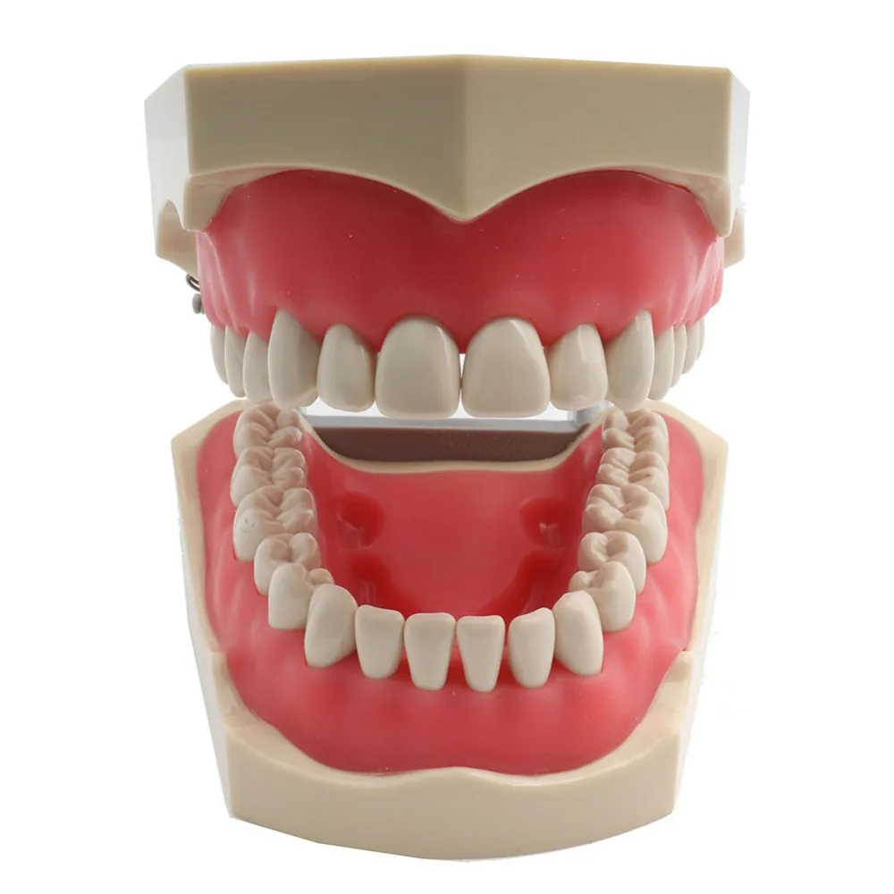 ADC аккредитованная Модель Стоматологическая модель зубов Стоматологическая обучающая модель демонстрационная модель зуба со съемными 32 шт. зубами
