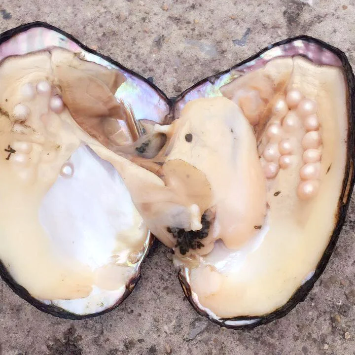 10 шт. Большой жемчуг Oyster Monster Pearl удивительный натуральный пресноводный в
