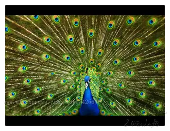 

Handpainted peacock oil painting canvas hight Quality Hand-painted Painting peacock oil paintings canvas peacock oil painting 8