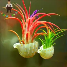 2017 New Arrival Youpangpang Air Plant Seeds 100pcs Cactus Jardin Bonsai Plants Rainbow Grass Seed For Garden Sementes