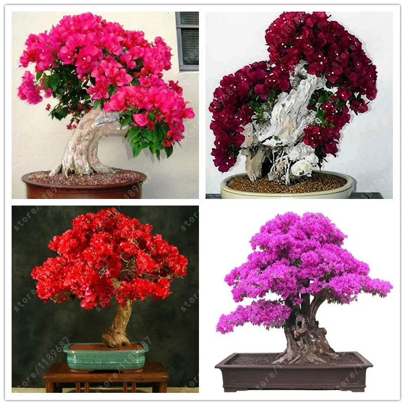 Colorful Bougainvillea Seeds 20 pcs/bag Pure Bonsai