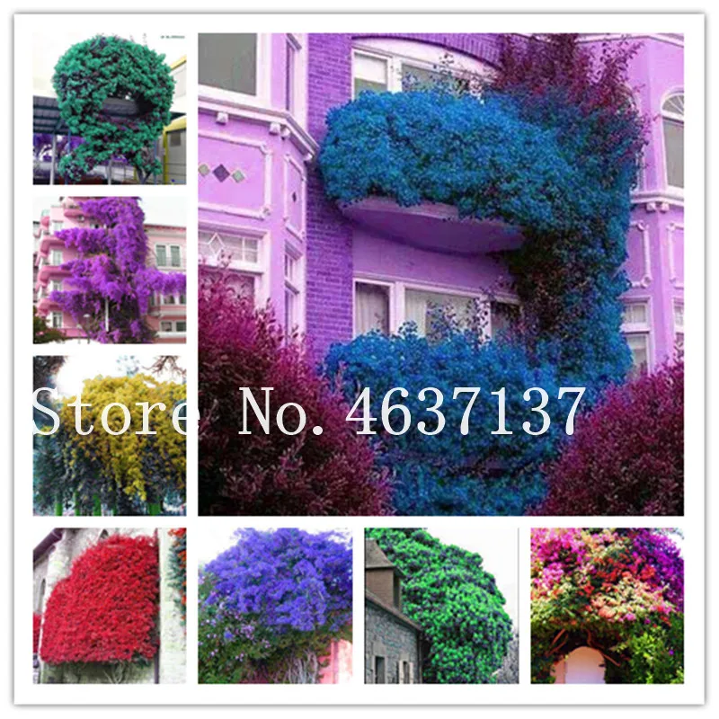 

300 Pcs Bonsai Climbing Colorful Bougainvillea Climbing Bougainvillea Spectabilis Willd Plant Perennial Flower Garden Pot Plante