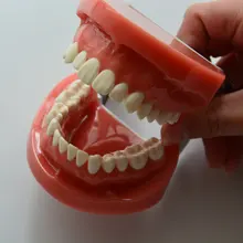 1pc Standard dental education teeth models dental study models 28pcs teeth hard gum wax fix
