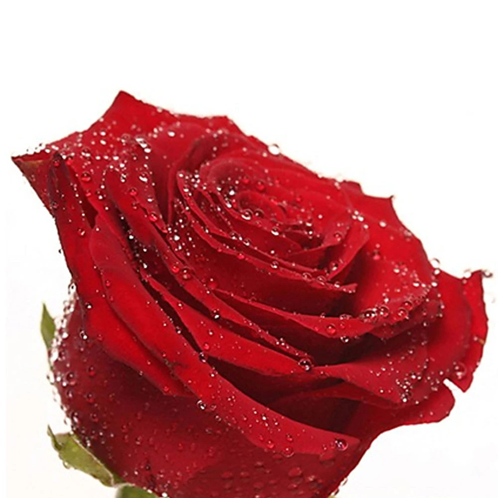 50pcs Flower Seeds Holland Rose Seeds Lover Gift Garden Home Easy To Breed Multi Colors Rose Seeds Seed Mix Seed Chartseed Bead Ring Patterns Aliexpress