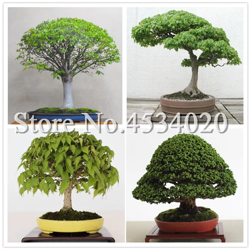 

Hot sale! 50 pcs Chinese beech Bonsai Tree radiation protection Woody Perennial Outdoor Garden Mini Ulmus Pumila bonsai