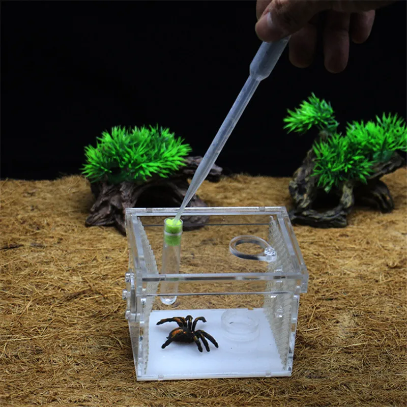 Reptile breeding box (6)
