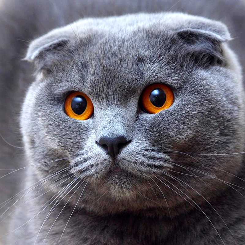 Cute Cat  2