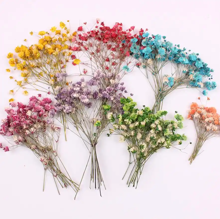 120pcs Pressed Dried Flower Gypsophila Paniculata Filler For Epoxy Resin Jewelry Making Postcard Frame Phone Case Craft Diy Artificial Dried Flowers Aliexpress