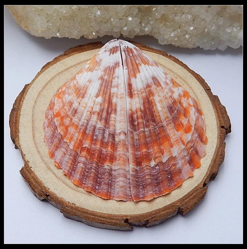 Sales 1Pairs Shell Fan-Shape Earrings For Women 59x27x3mm 5.16g | Украшения и аксессуары