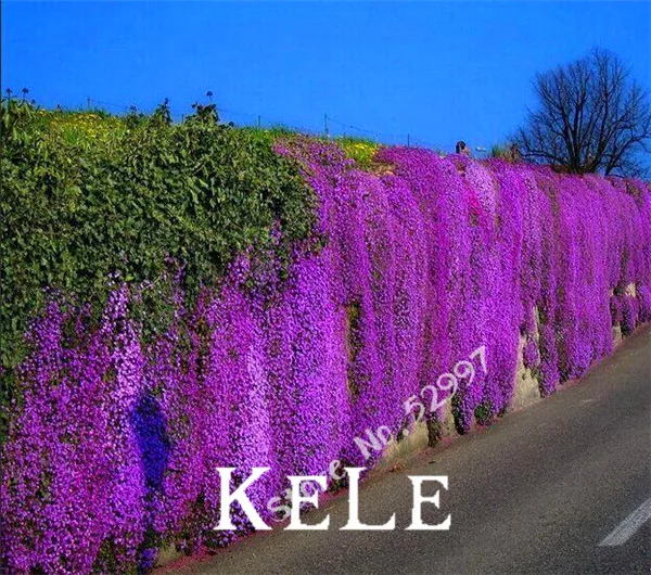 Cascade Red Flower Aubrieta Hybrida 200 Seeds