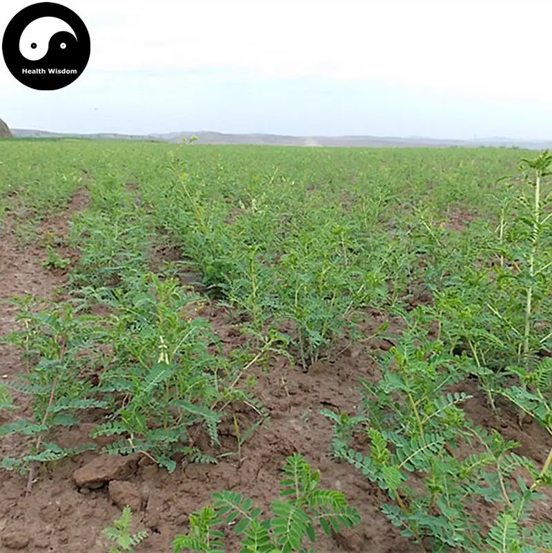 

Buy Real Astragalus Semente 400pcs Plant Medicinal Herbal Radix Astragali For Huang Qi