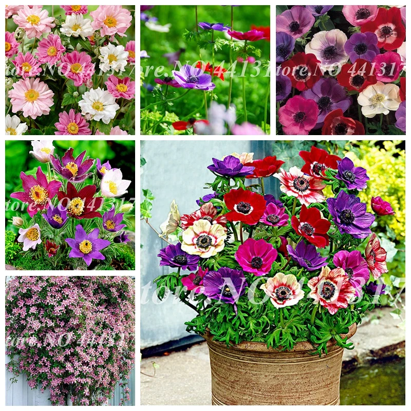 

Sale 100 pcs Mixed Anemone Bonsai Wedding Home Decor Bouquet Rare Flower Plant Potted Gift For Home Garden Flower Pot Planter