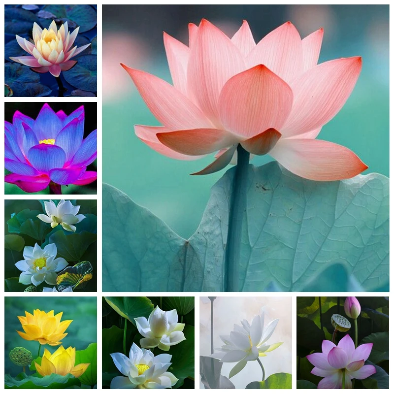 034 60 De Réduction10 Piècessac Fleur De Lotus Mini Lotus Bonsaï Plantes Aquatiques Bol Lotus Nénuphar Fleurs Plante Vivace Pour La Maison Et Le
