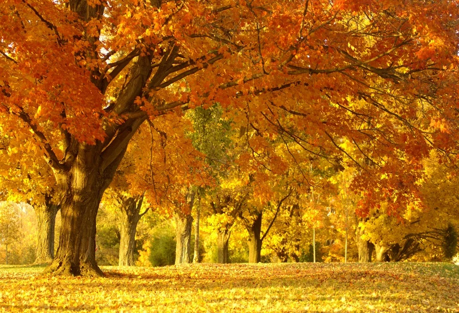 

Laeacco Photographic Backgrounds Autumn Fallen Leaves Tree Maple Yellow Way Scenic Photo Backdrops Photocall For Photo Studio