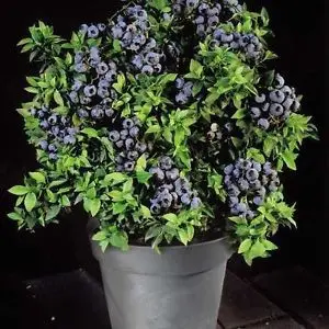 Highbush Blueberry Fruit Seeds, Dwarf Blueberry Seed, 100pcs/pack