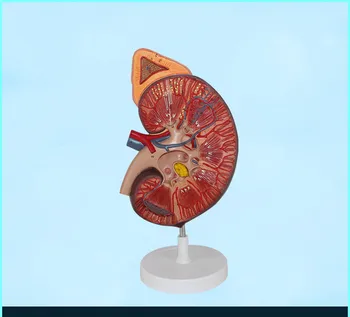 

3X Life Size Enlarge Humans Kidney Anatomical Model Medical Science Humans Body Organe Anatomy of Adrenal Gland and Kidney