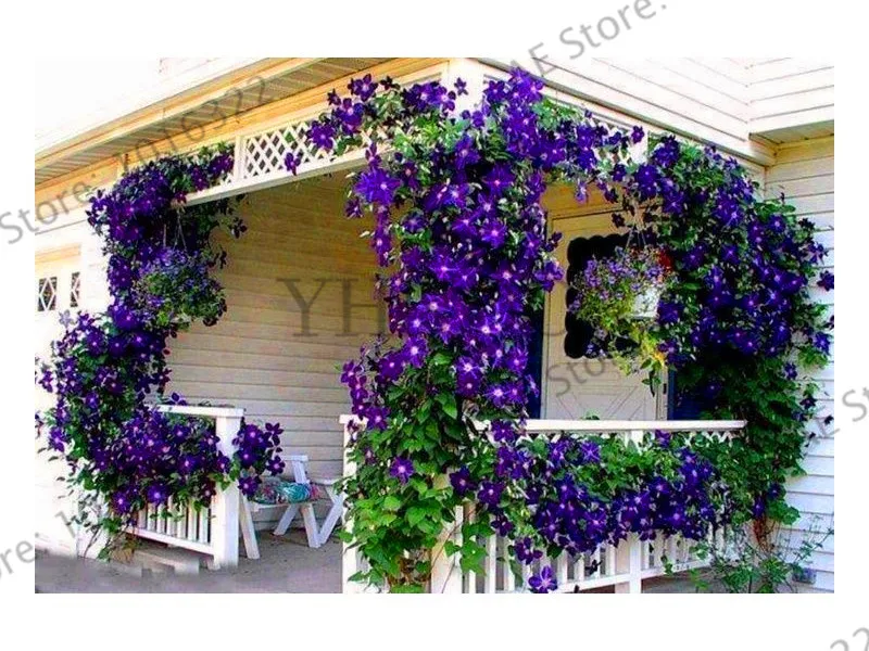 Акция потери! настоящий цвет смешивания Clematis сад, Clematis цветок,(не Clematis луковицы), уличное растение, естественный рост, бонсай домашний G - Цвет: 7