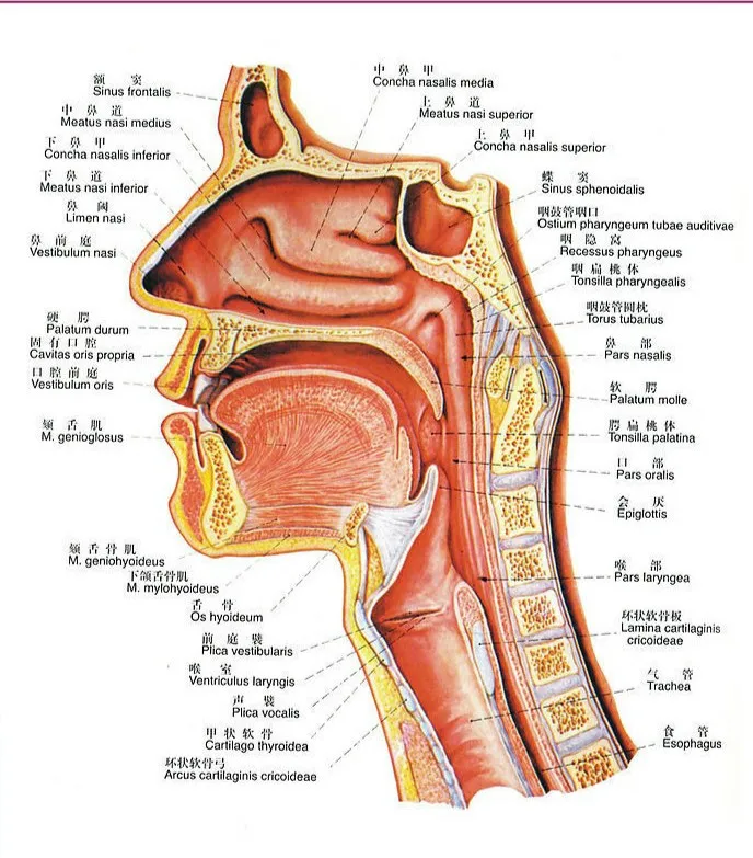 Fotos anatomia da garganta Fotos anatomia da garganta